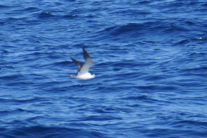 烏領燕鷗 - ML644130911