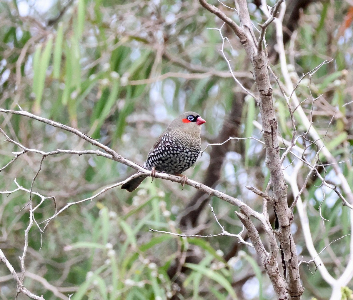 Red-eared Firetail - ML644130943