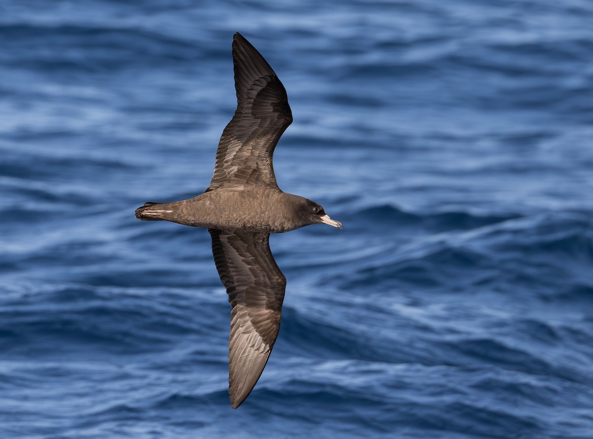 lysbeinlire - ML644130944