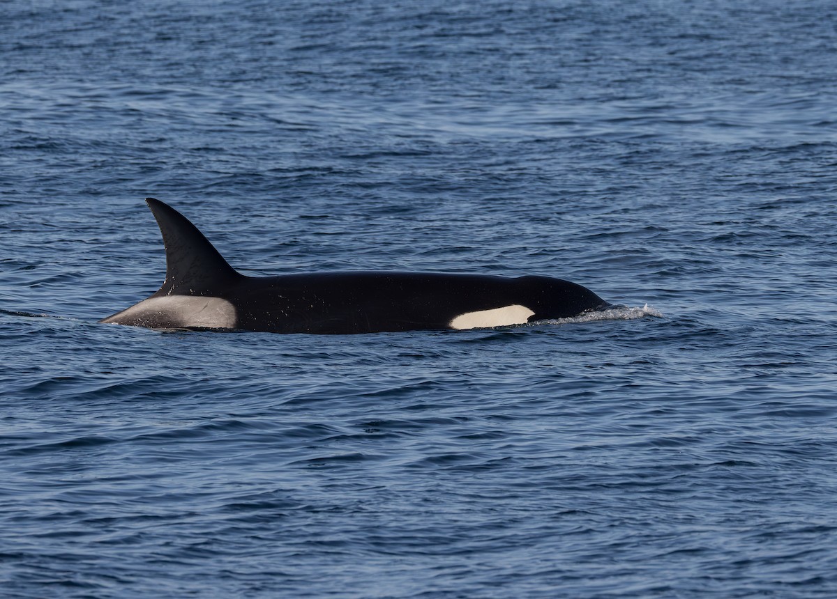 Orca - ML644130952