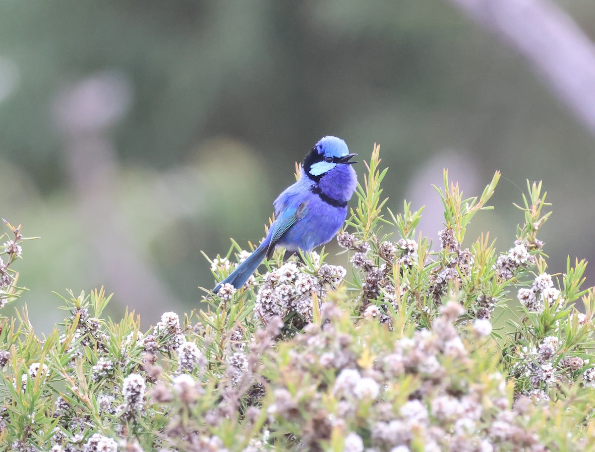 Splendid Fairywren - ML644130959