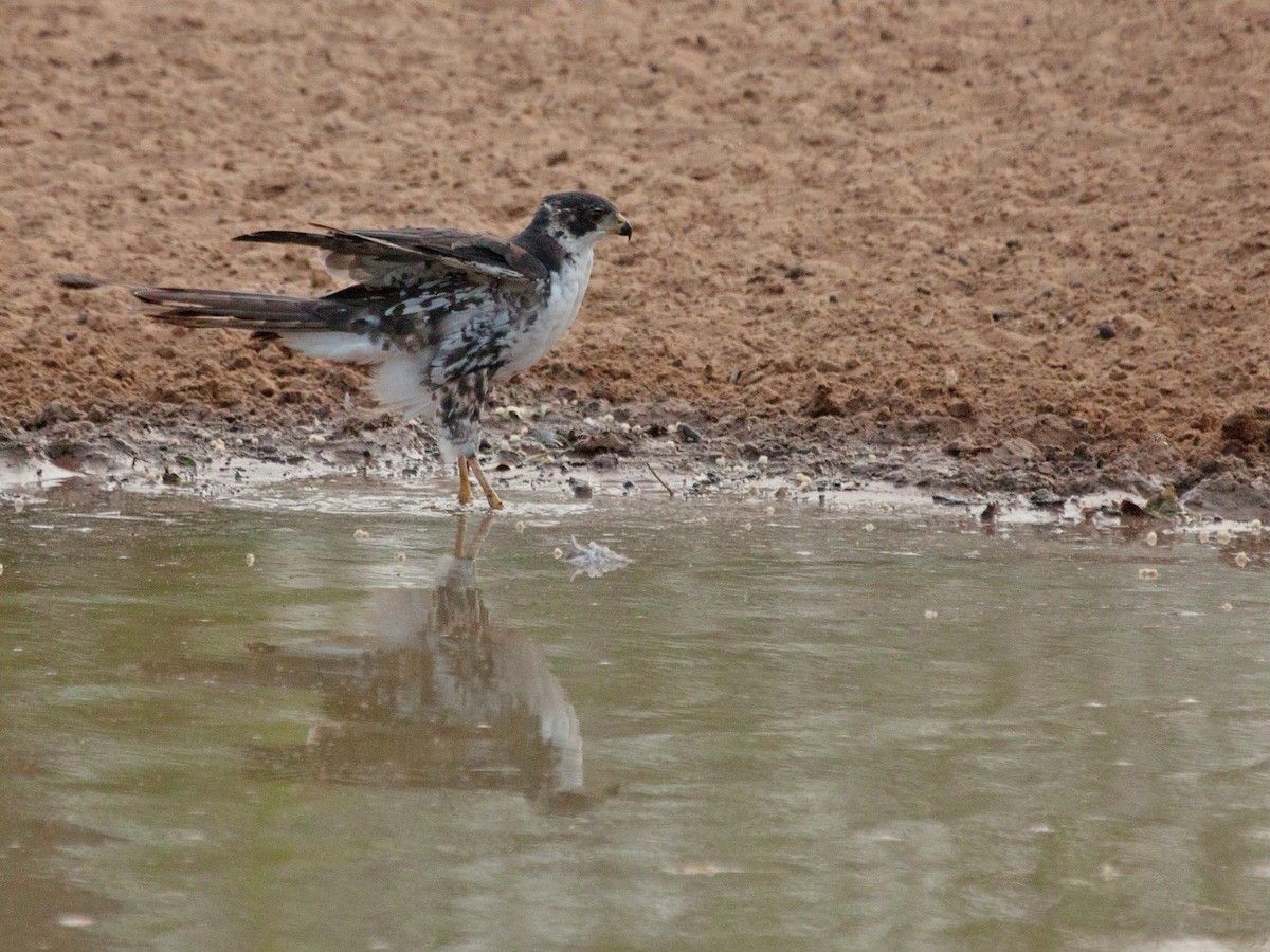 Black Goshawk - ML644130980