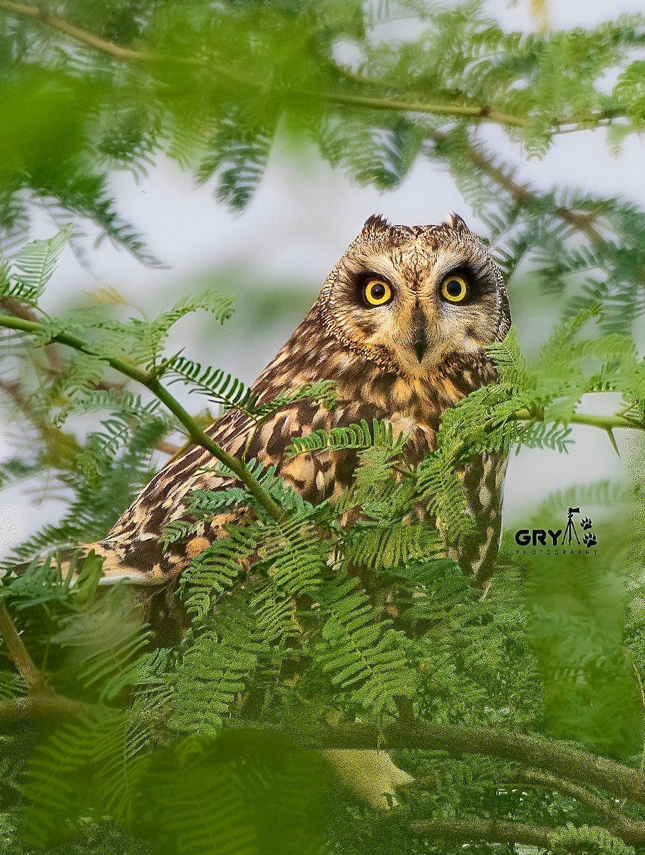 Short-eared Owl - ML644130990