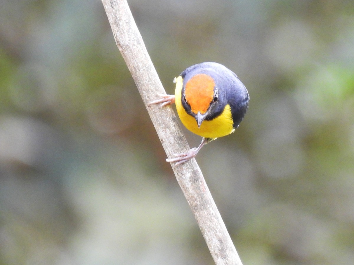 Tawny-capped Euphonia - ML644130995