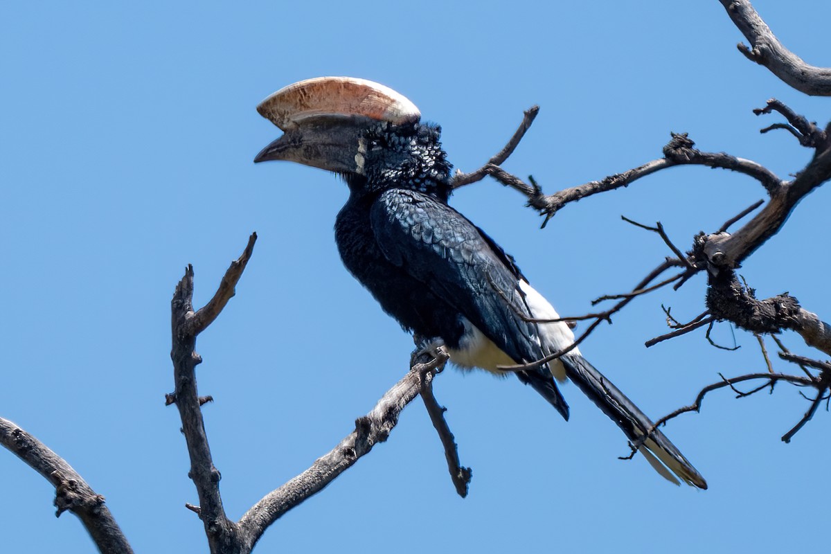 Silberwangen-Hornvogel - ML644131001