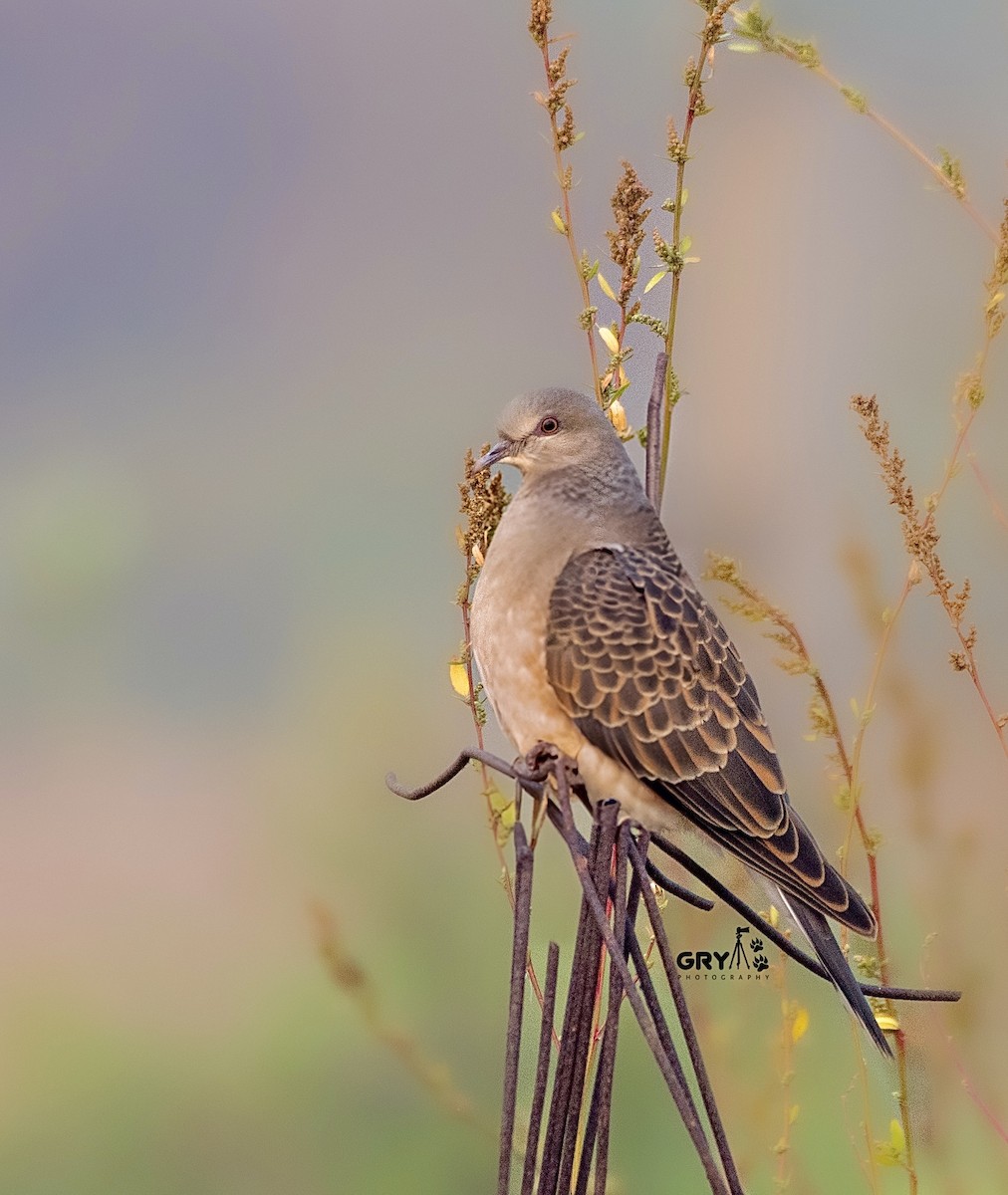 Oriental Turtle-Dove - ML644131012