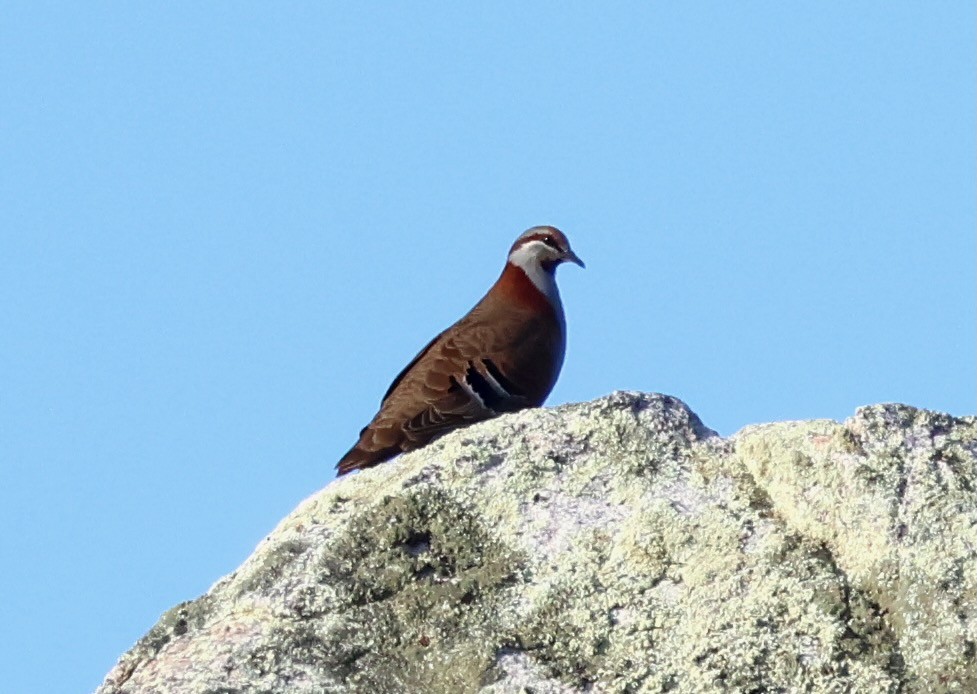 holub pestrokřídlý - ML644131023