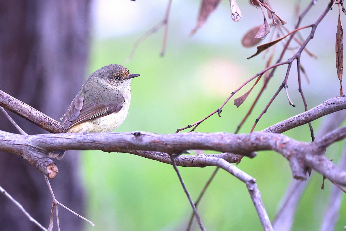 Acanthize à croupion beige - ML644131026