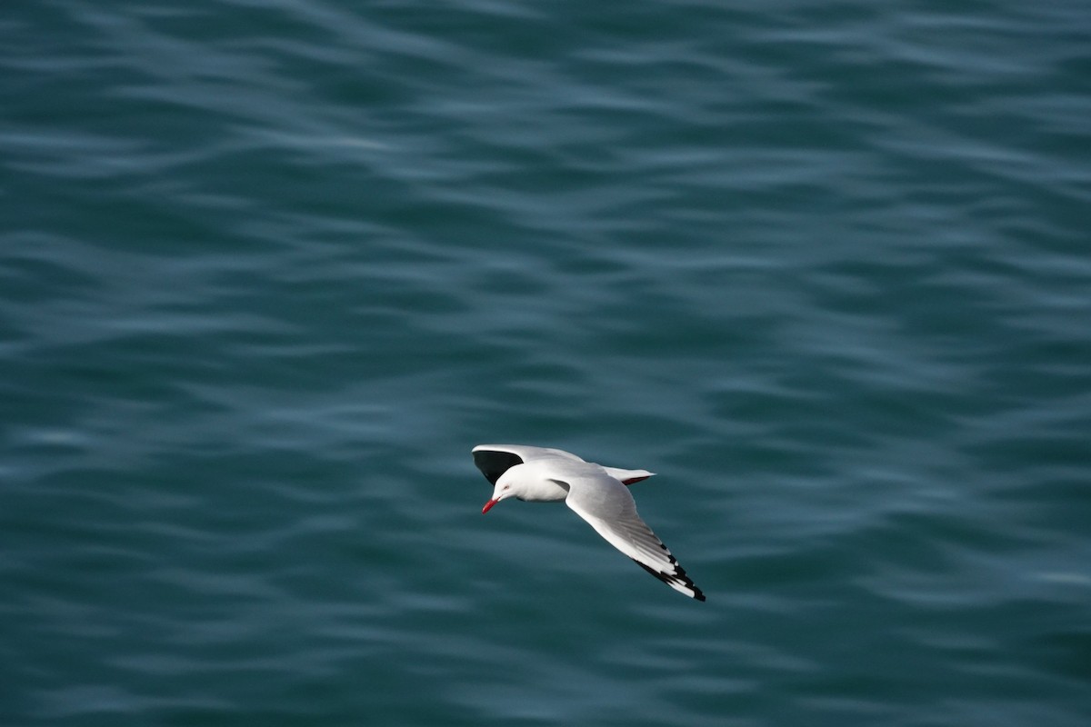 Silver Gull - ML644131040