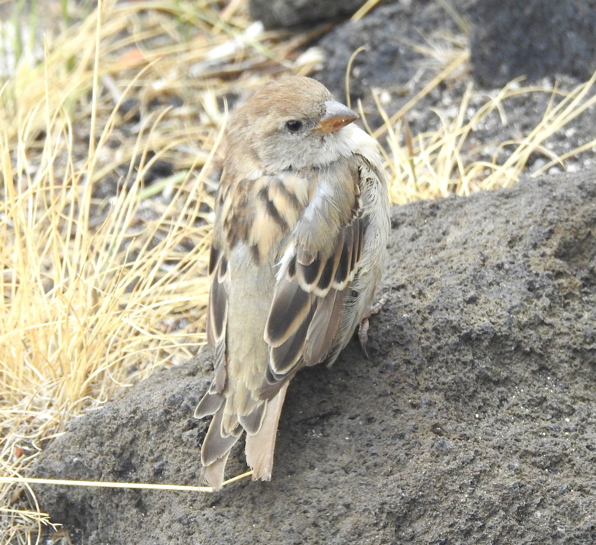 Italian Sparrow - ML644131073