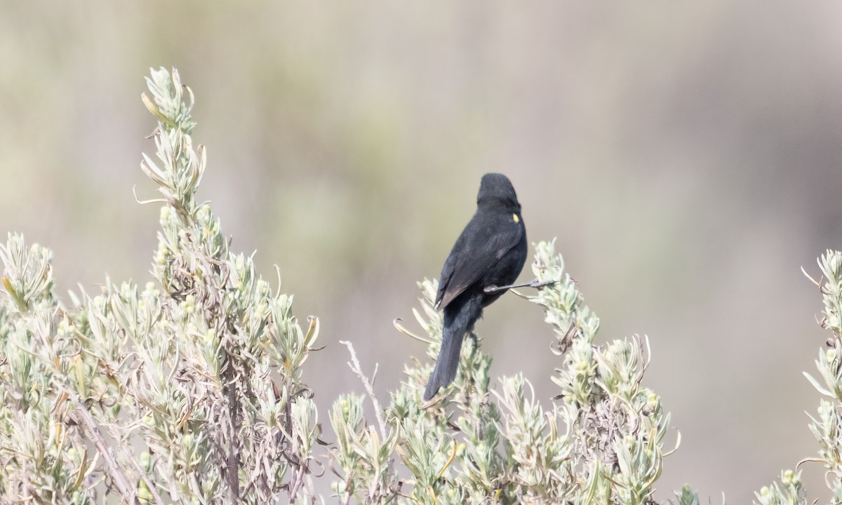 gulvingetrupial - ML644131074