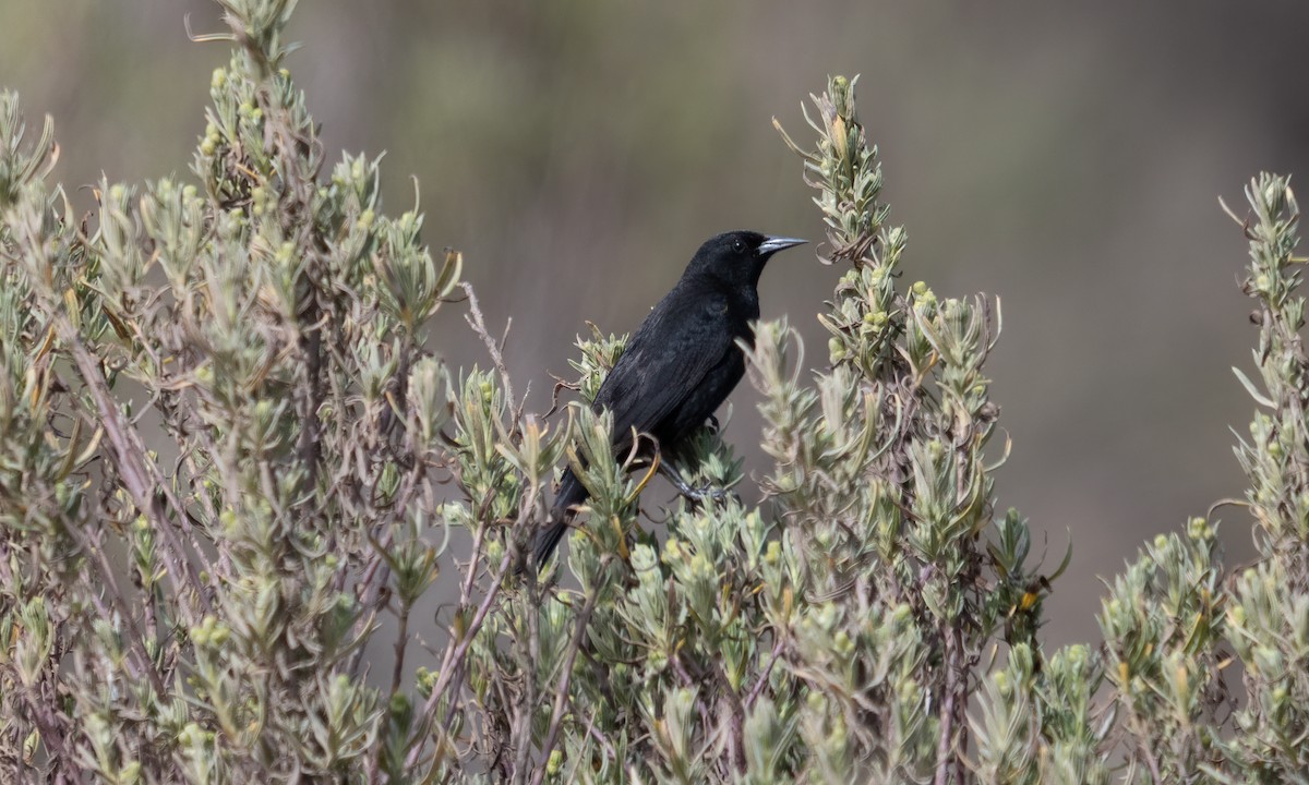 gulvingetrupial - ML644131075