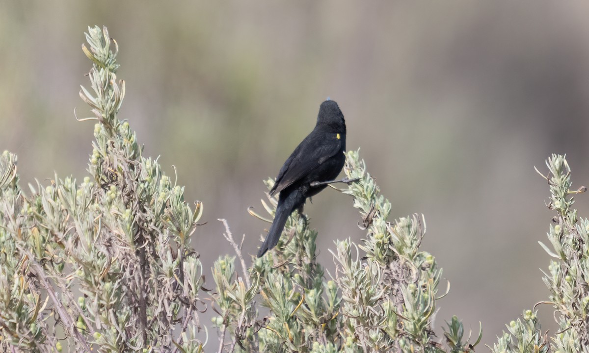 gulvingetrupial - ML644131076