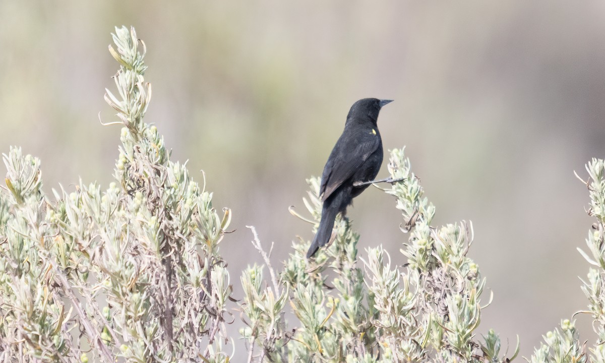 gulvingetrupial - ML644131077