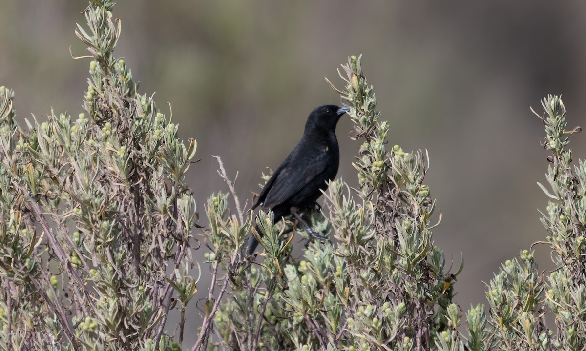 gulvingetrupial - ML644131079