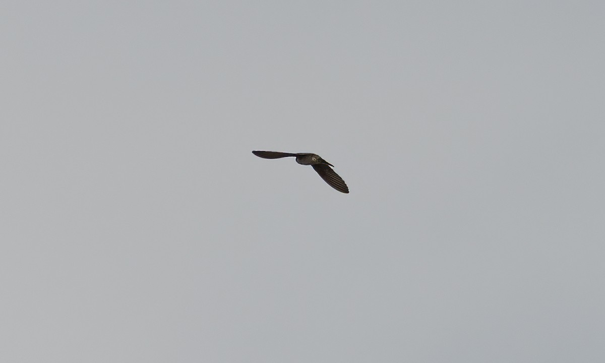 Andean Swallow - ML644131081