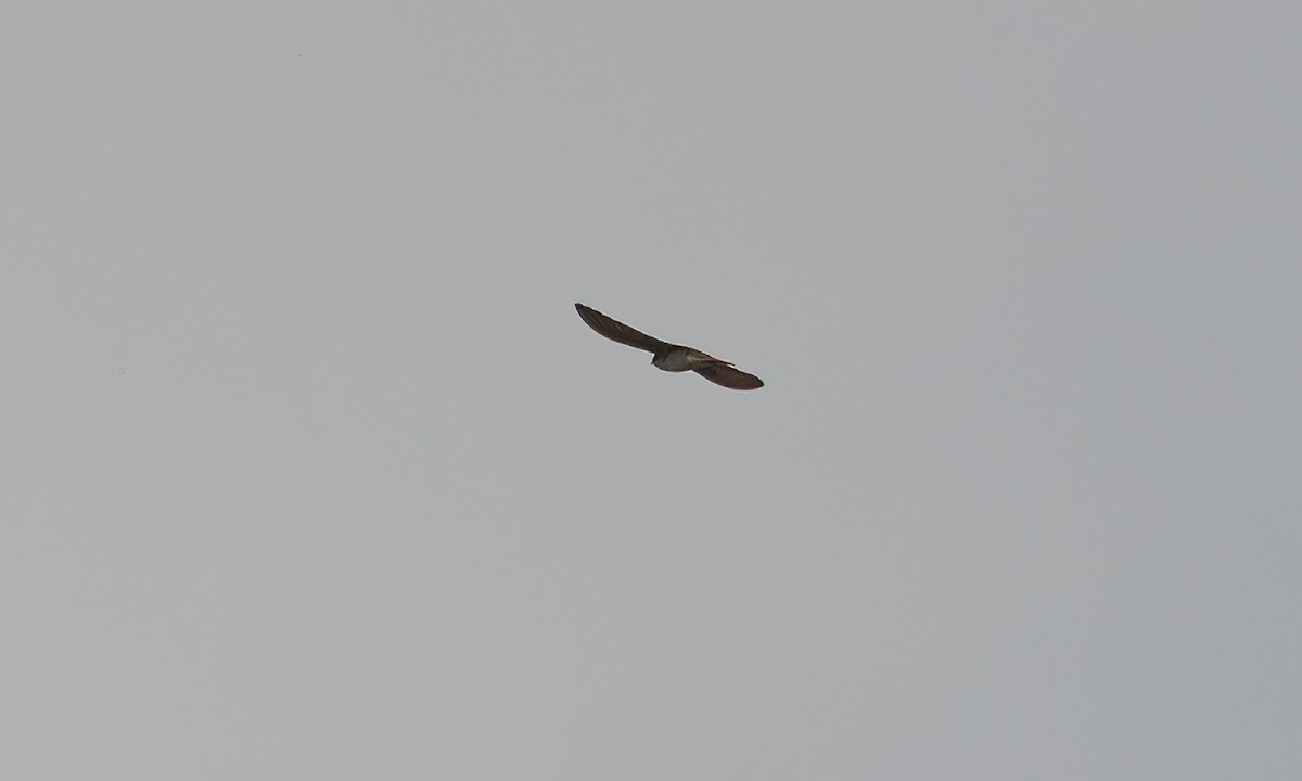 Andean Swallow - ML644131083