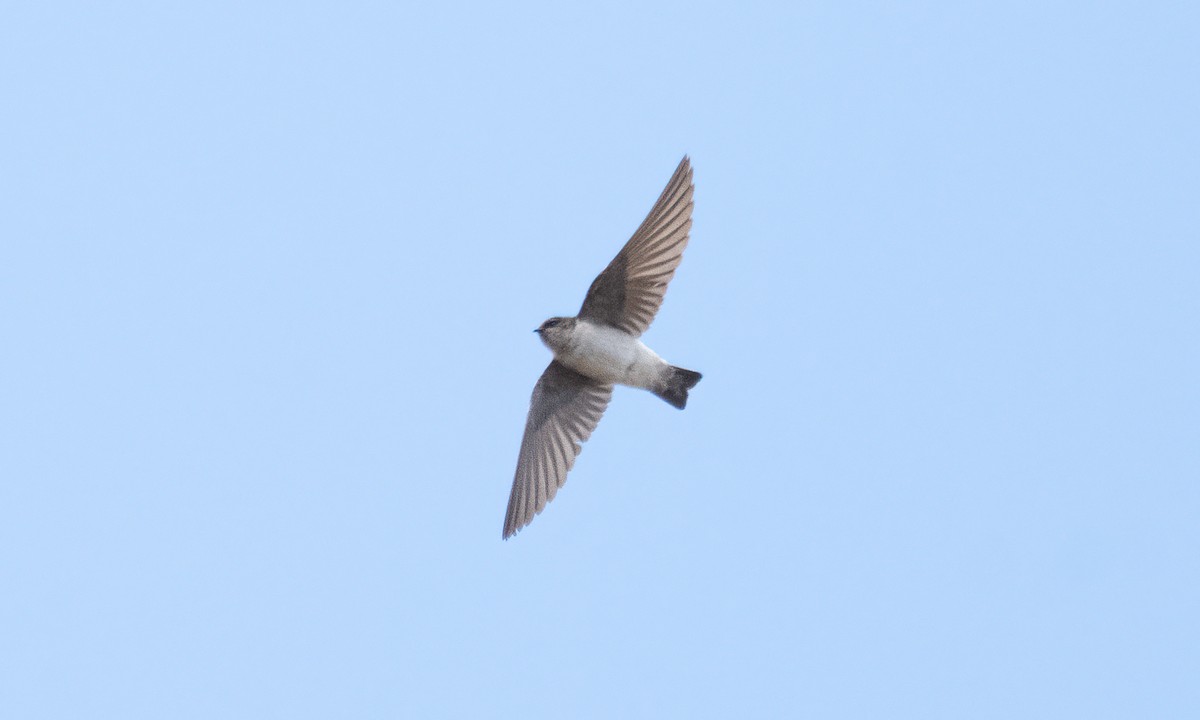 Andean Swallow - ML644131085