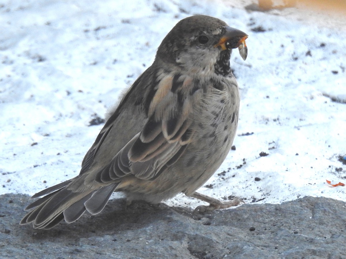 Italian Sparrow - ML644131086