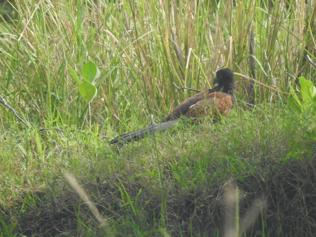Heckenkuckuck - ML644131093