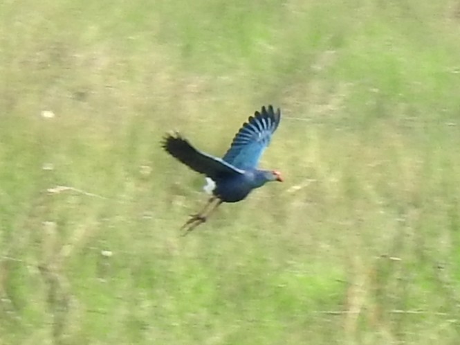 Graukopf-Purpurhuhn - ML644131097