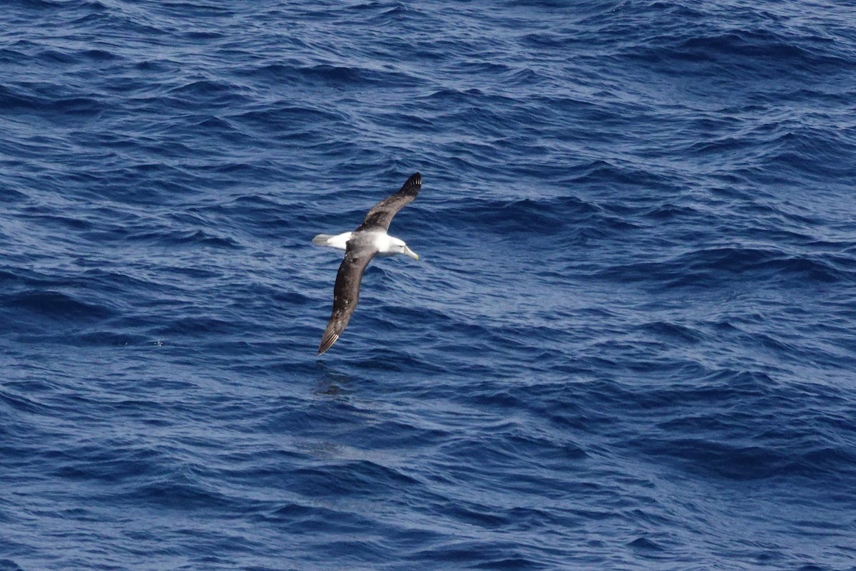 Tasmanalbatros - ML644131121