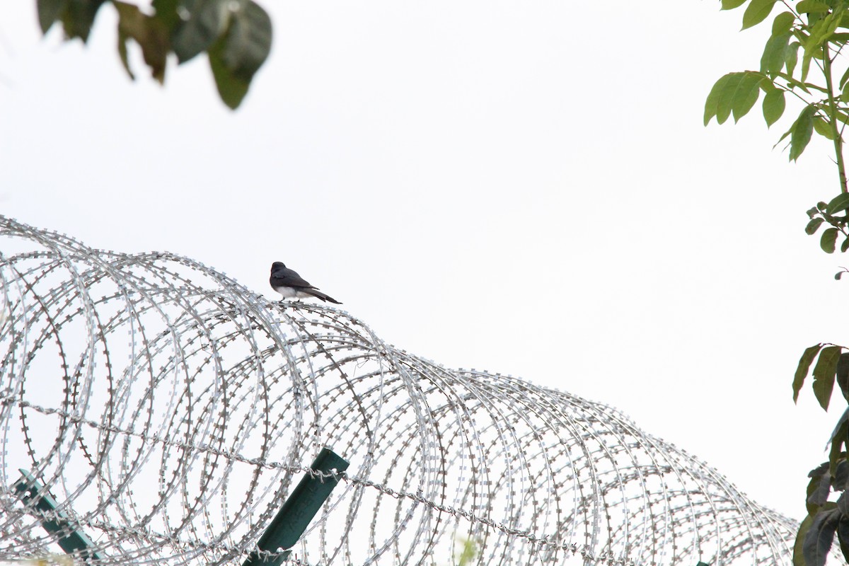 Ak Karınlı Drongo - ML644131122