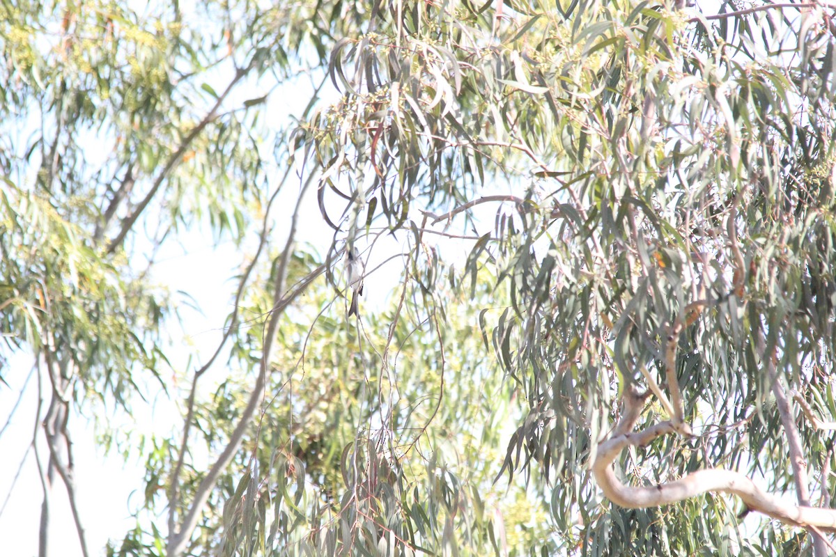 Ak Karınlı Drongo - ML644131126