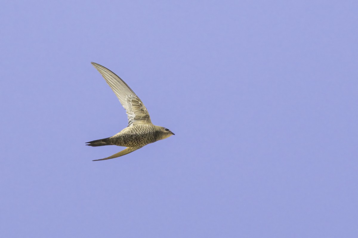 Schuppensegler - ML644131136