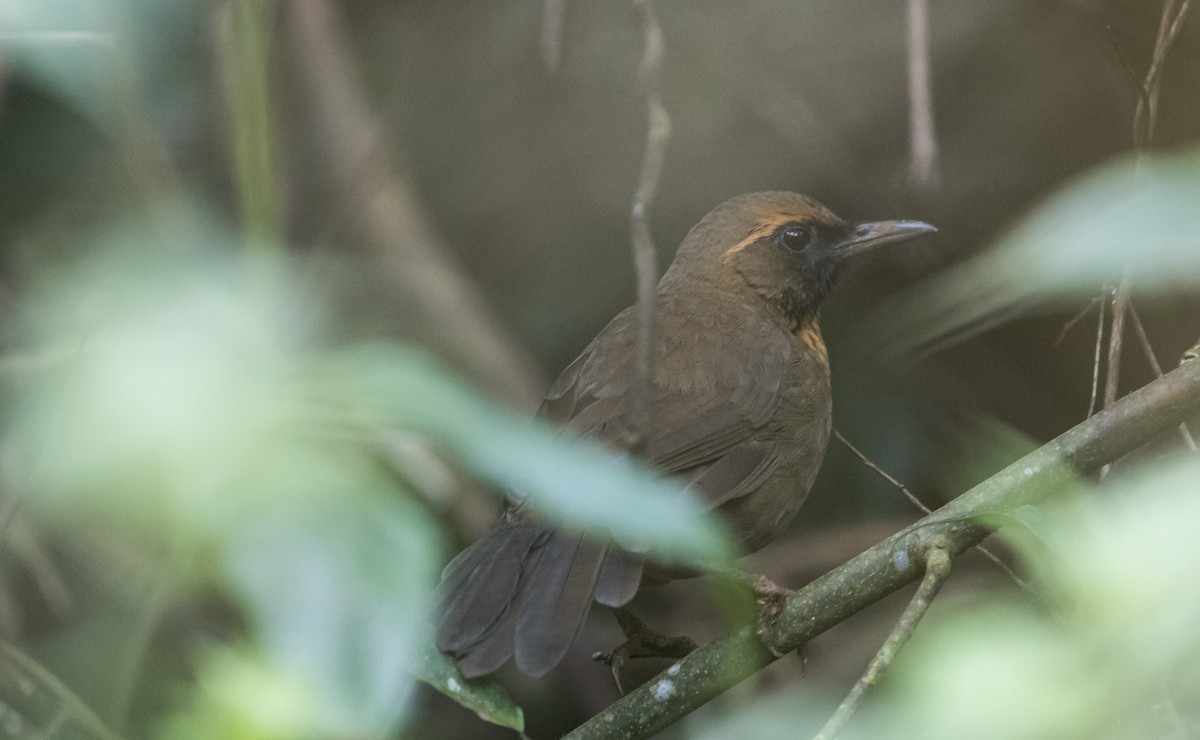 Orange-breasted Laughingthrush - ML644131163