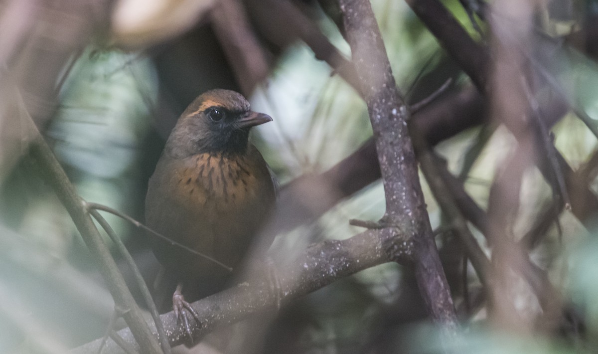 Orange-breasted Laughingthrush - ML644131164
