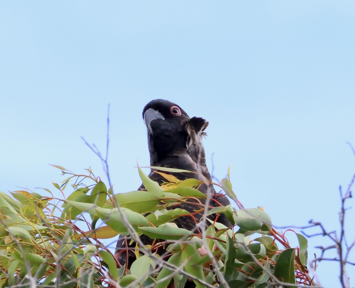 marrikakadu - ML644131170