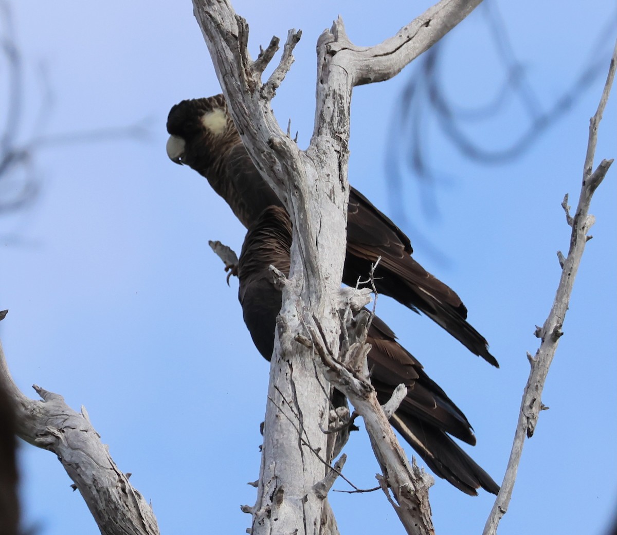 marrikakadu - ML644131173