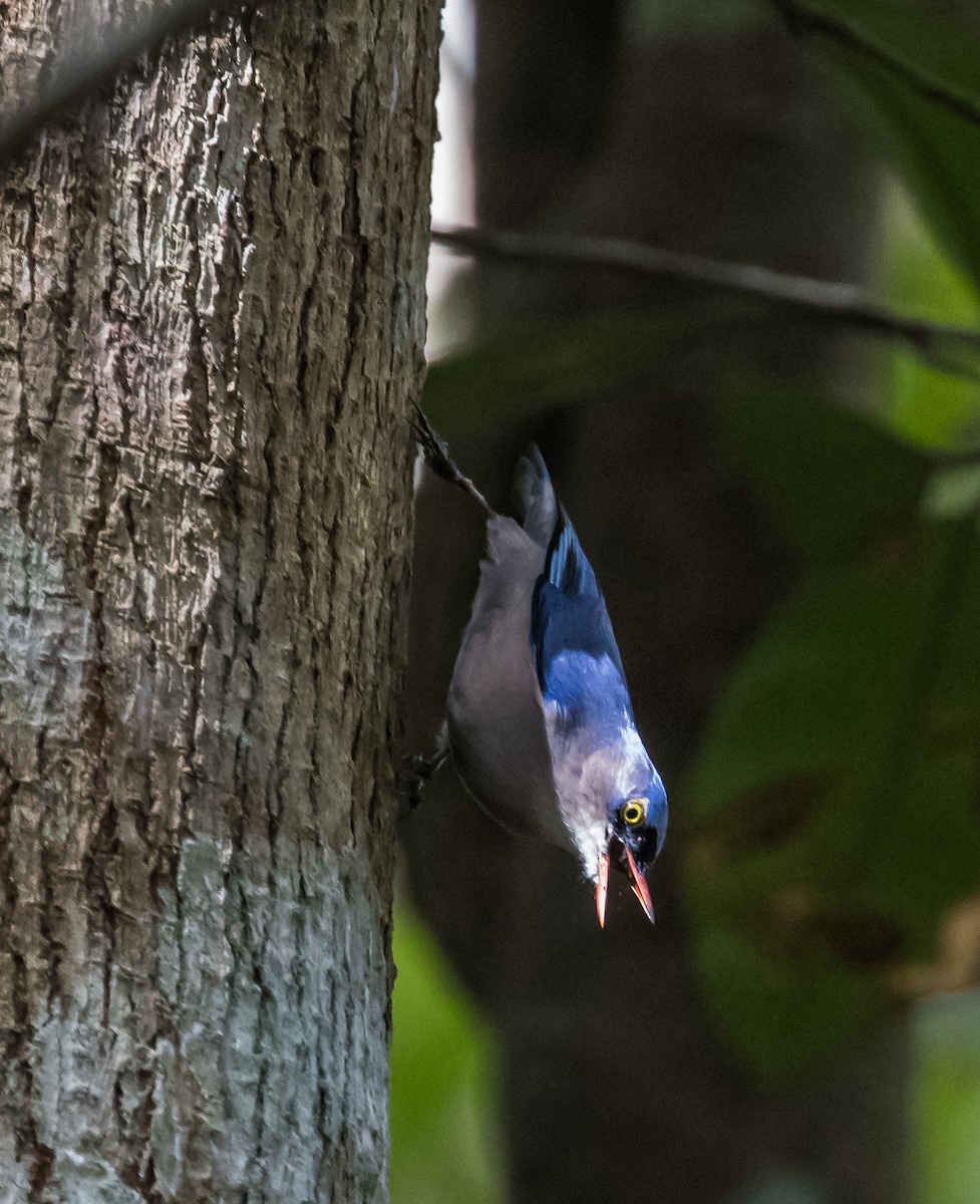 Velvet-fronted Nuthatch - ML644131180