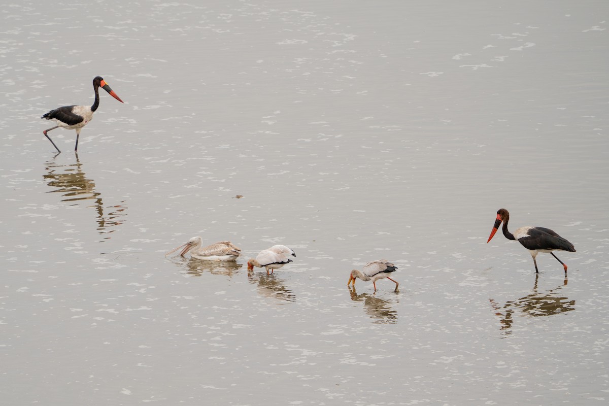 Pink-backed Pelican - ML644131182