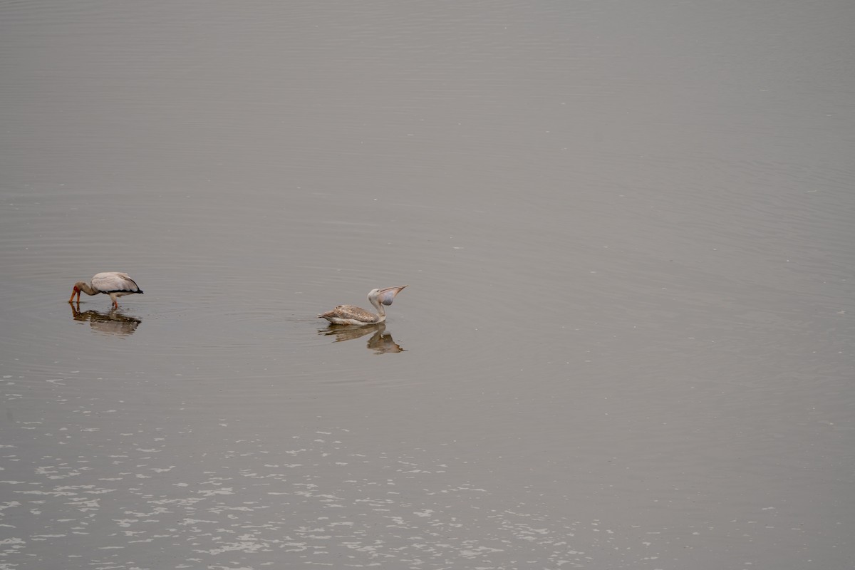 Pink-backed Pelican - ML644131183