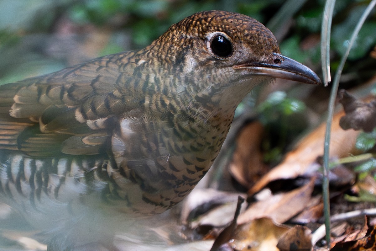 Bassian Thrush - ML644131188