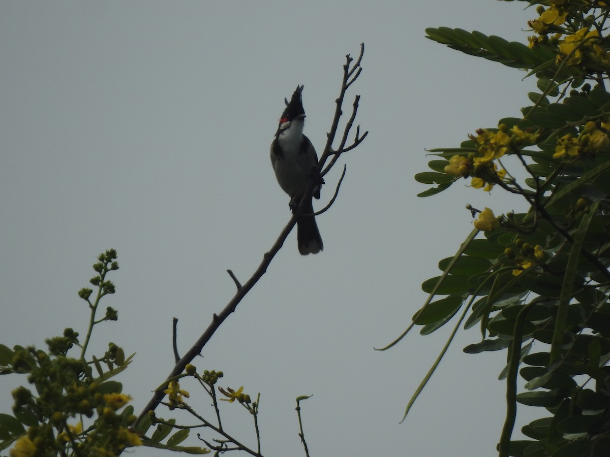 Red-whiskered Bulbul - ML644131190