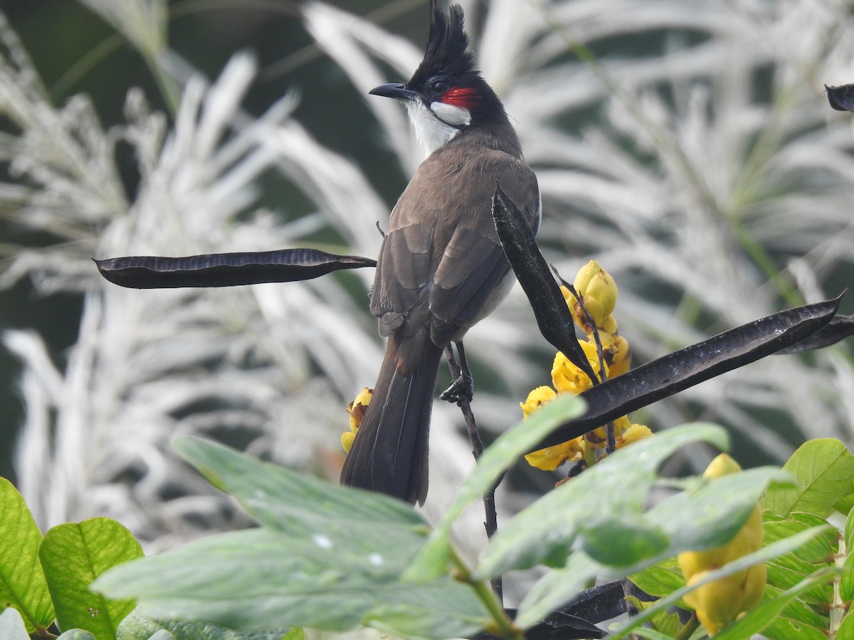 Red-whiskered Bulbul - ML644131191