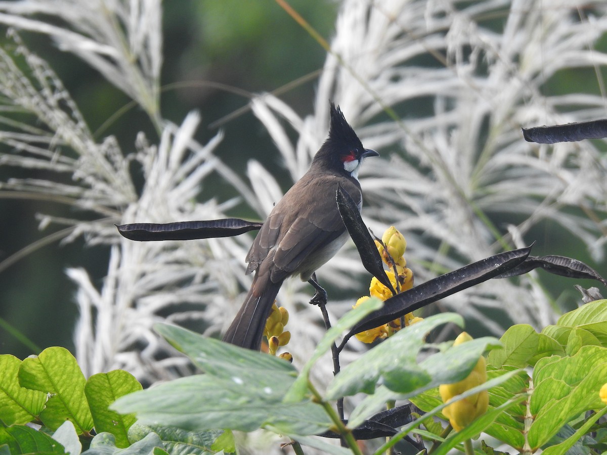Red-whiskered Bulbul - ML644131192
