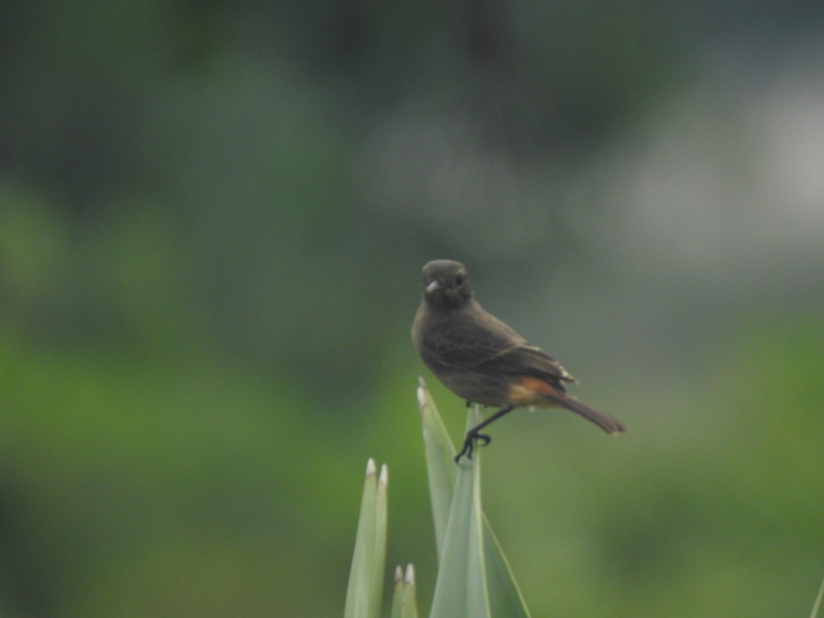 Pied Bushchat - ML644131195