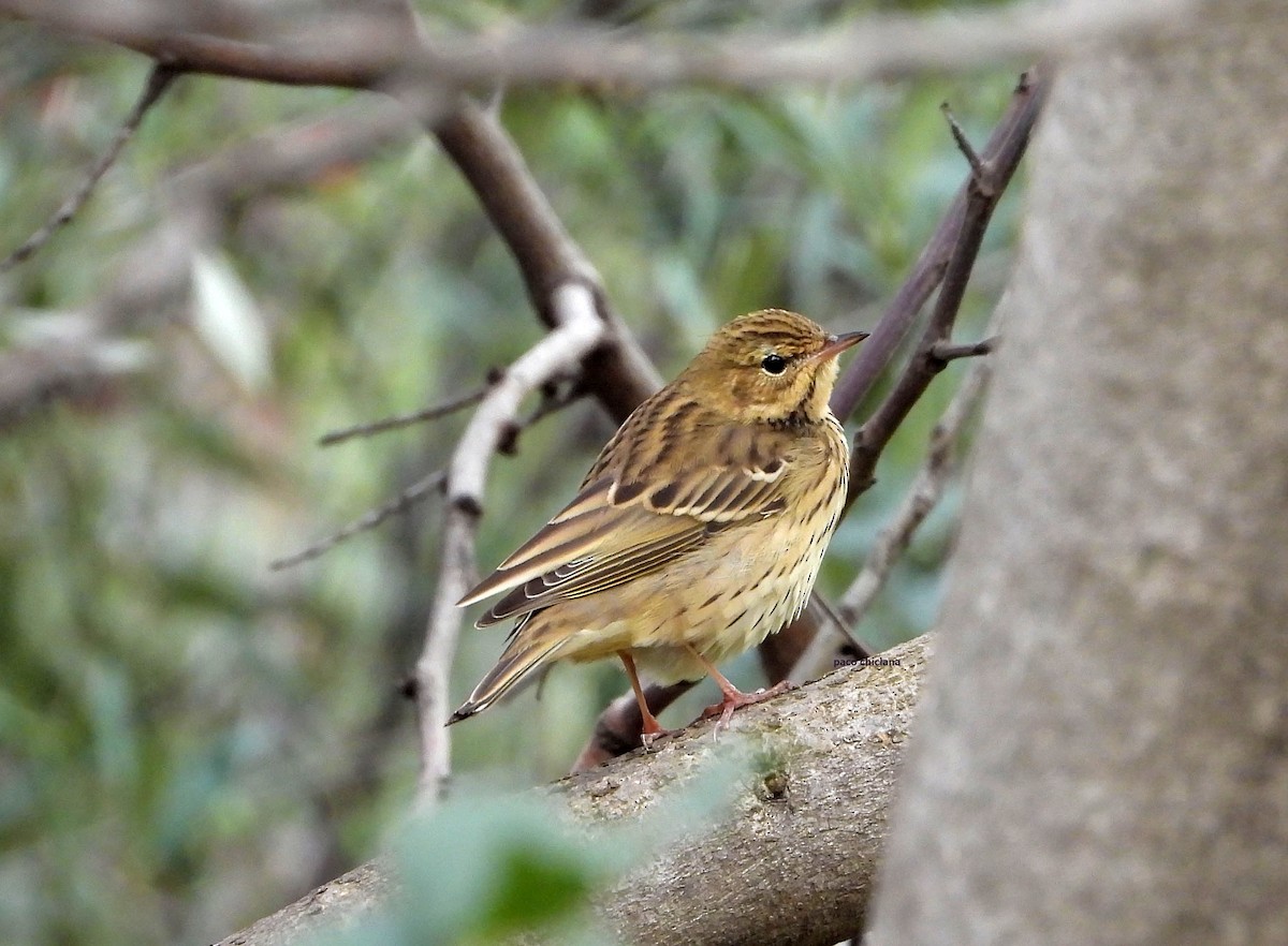 Pipit des arbres - ML644131196