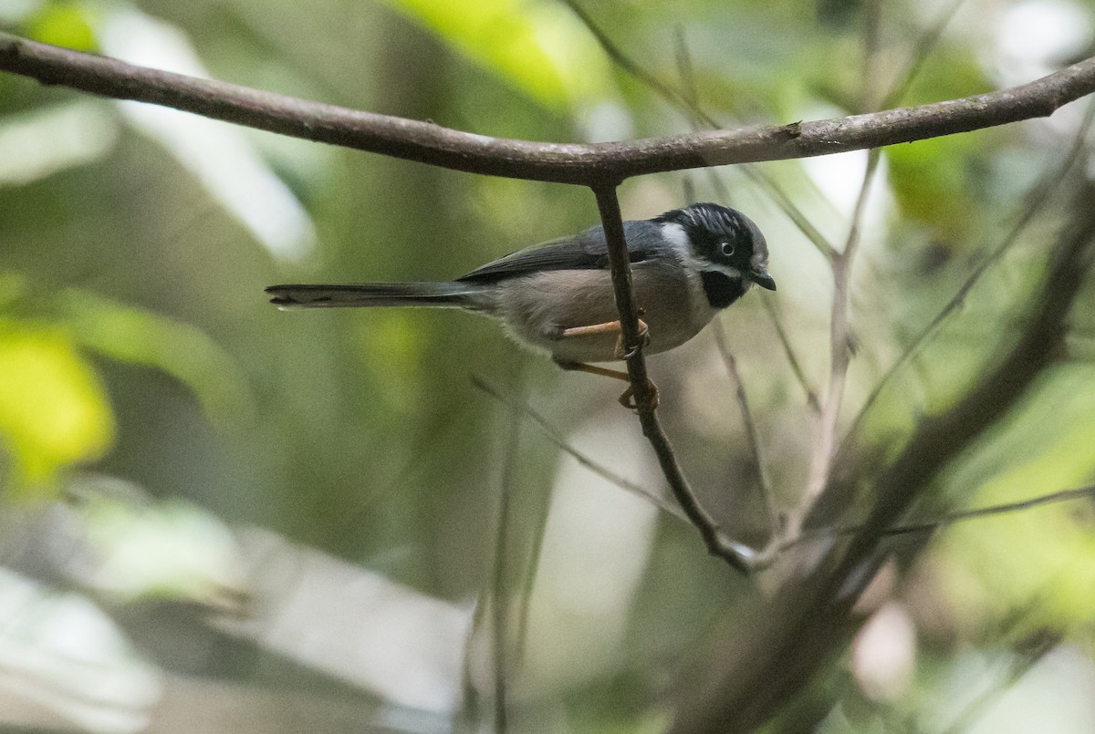 Black-throated Tit (Gray-crowned) - ML644131197
