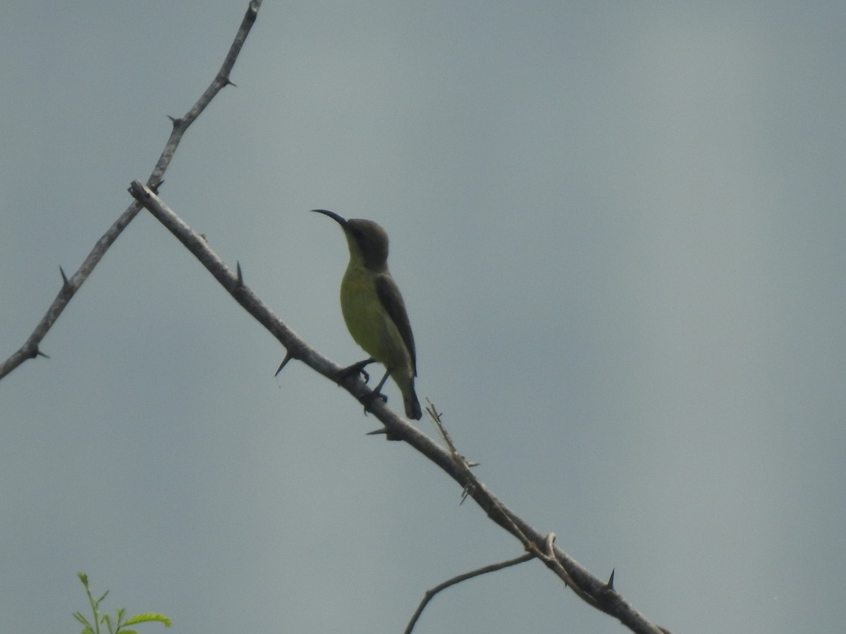 Purple-rumped Sunbird - ML644131200