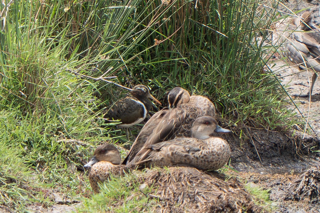 Australian Painted-Snipe - ML644131203