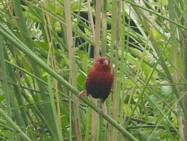 Red Avadavat - ML644131204