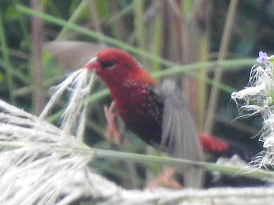 Red Avadavat - ML644131205