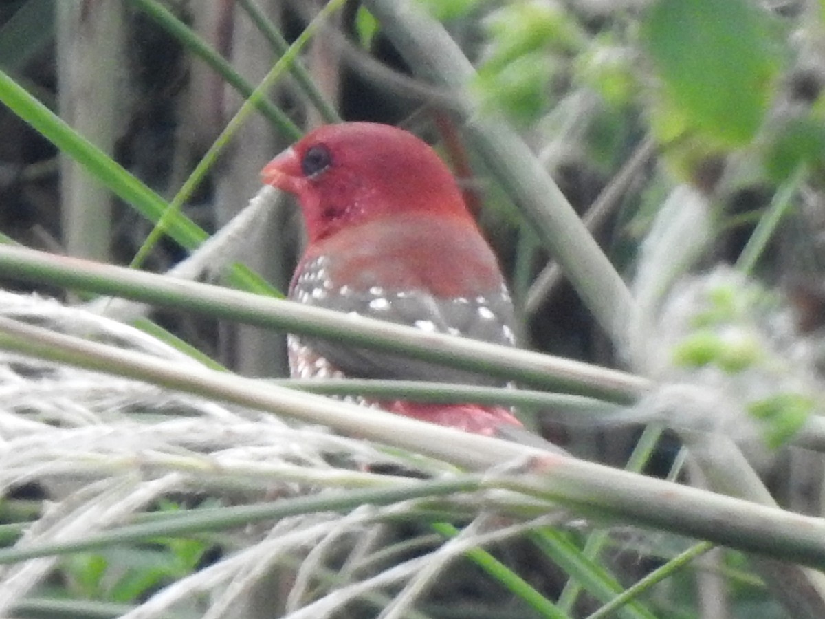 Red Avadavat - ML644131206