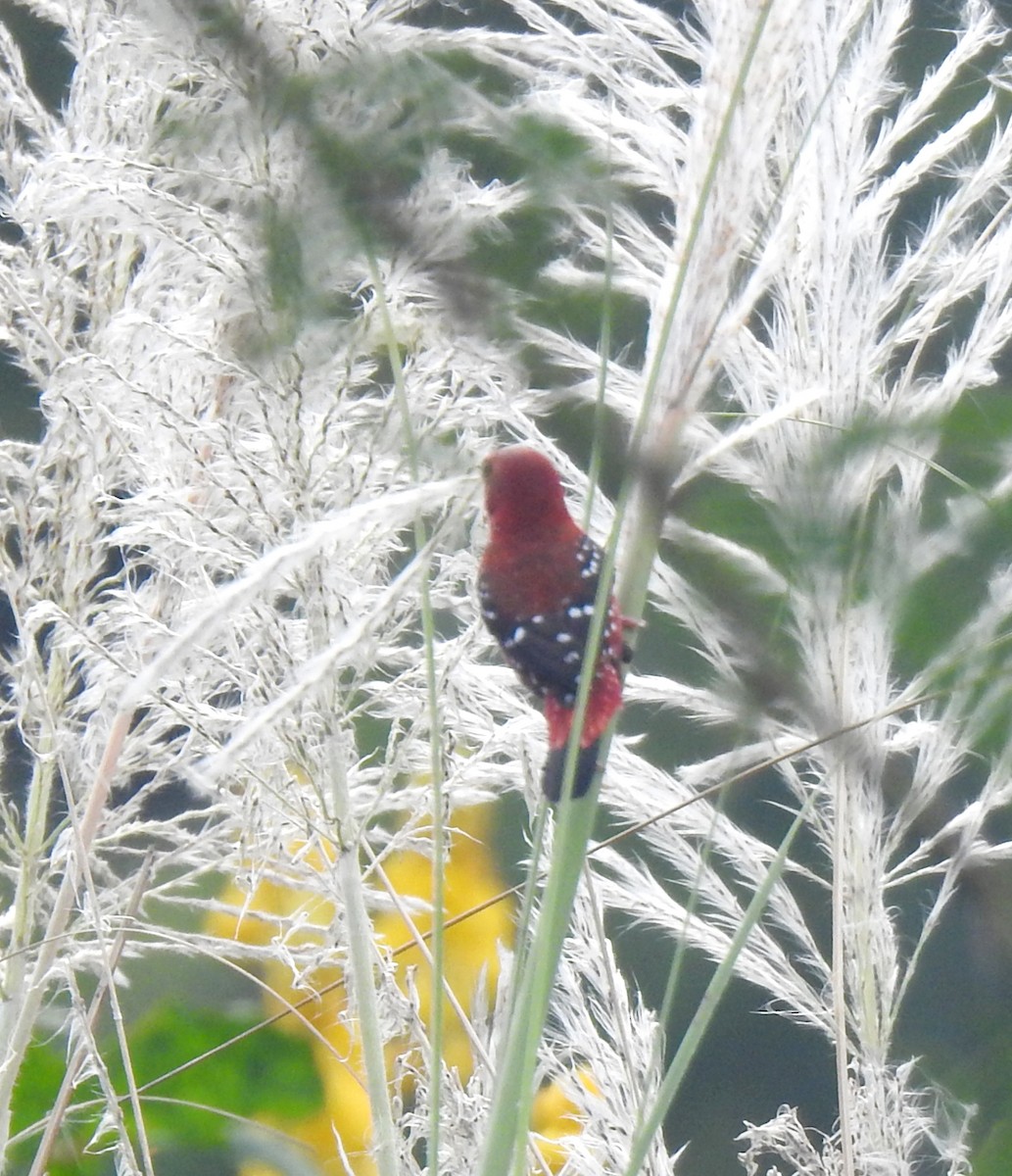 Red Avadavat - ML644131207