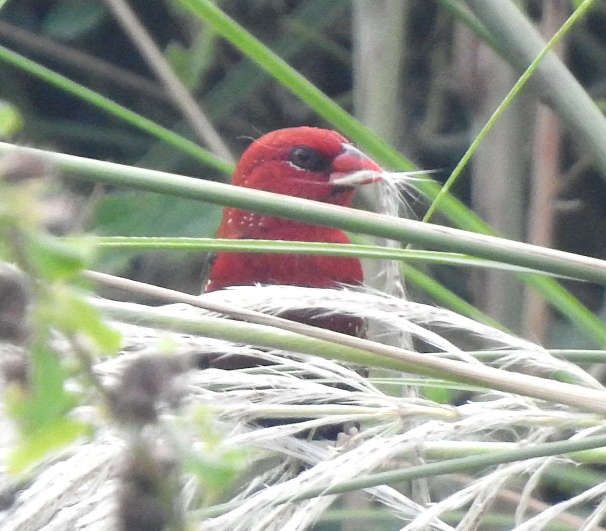 Red Avadavat - ML644131208